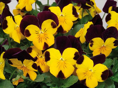Photos von Blumenvarianten benutzt als: Topf und Beet Viola cornuta Caramel Golden Top Red