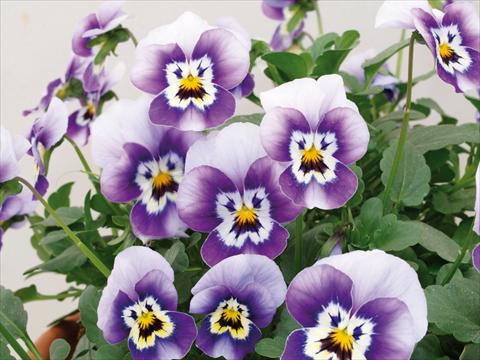 Photos von Blumenvarianten benutzt als: Topf und Beet Viola cornuta Caramel Marine Blue