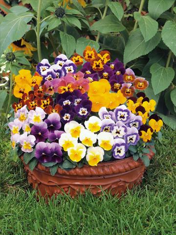 Photos von Blumenvarianten benutzt als: Topf und Beet Viola cornuta Caramel mix