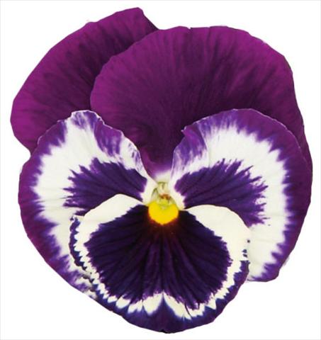 Photos von Blumenvarianten benutzt als: Topf und Beet Viola wittrockiana Italia Blue Top