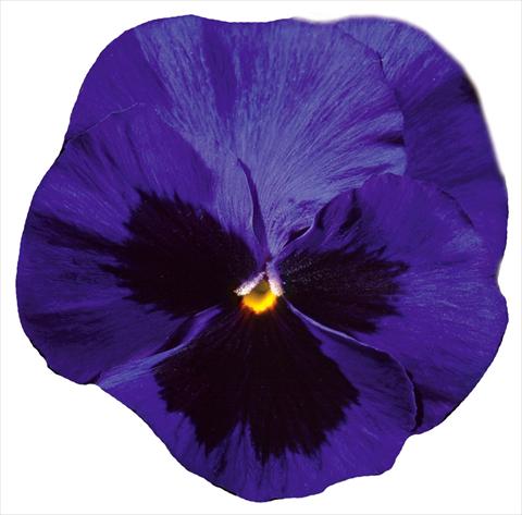 Photos von Blumenvarianten benutzt als: Topf und Beet Viola wittrockiana Italia Blue W Blotch