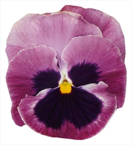Photos von Blumenvarianten benutzt als: Topf und Beet Viola wittrockiana Italia Pink W Blotch