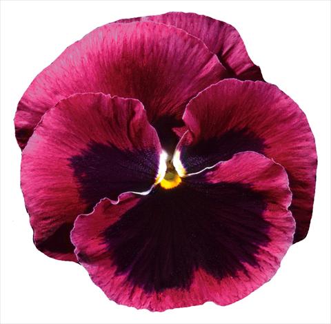 Photos von Blumenvarianten benutzt als: Topf und Beet Viola wittrockiana Italia Rose W Blotch