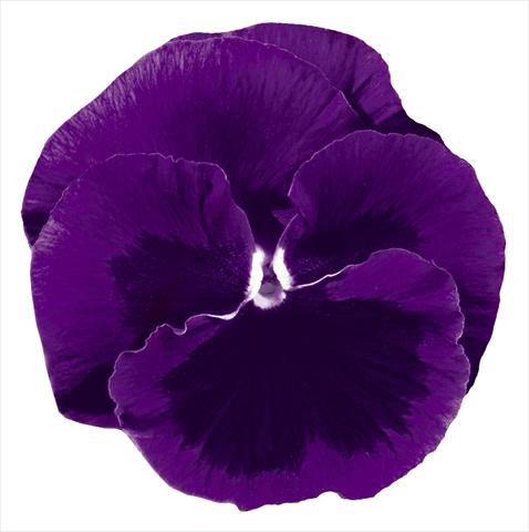 Photos von Blumenvarianten benutzt als: Topf und Beet Viola wittrockiana Italia Violet W Blotch