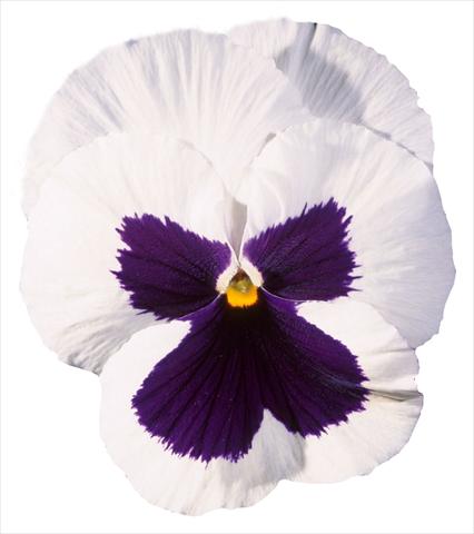 Photos von Blumenvarianten benutzt als: Topf und Beet Viola wittrockiana Italia White W Blotch