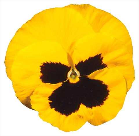 Photos von Blumenvarianten benutzt als: Topf und Beet Viola wittrockiana Italia Yellow W Blotch