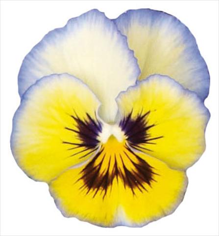 Photos von Blumenvarianten benutzt als: Topf und Beet Viola wittrockiana Pandora Aurora