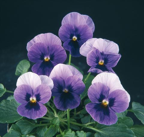 Photos von Blumenvarianten benutzt als: Topf und Beet Viola wittrockiana Pandora Beacon Blue