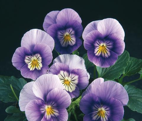Photos von Blumenvarianten benutzt als: Topf und Beet Viola wittrockiana Pandora Blue Violet W White Face