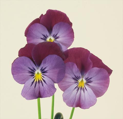 Photos von Blumenvarianten benutzt als: Topf und Beet Viola wittrockiana Pandora England Lilac & Blue