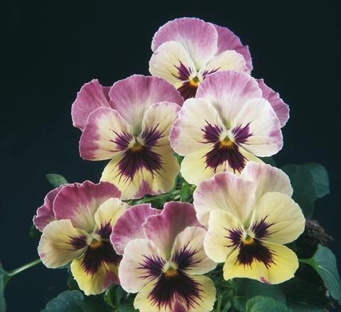 Photos von Blumenvarianten benutzt als: Topf und Beet Viola wittrockiana Pandora England Lilac Cream