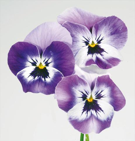 Photos von Blumenvarianten benutzt als: Topf und Beet Viola wittrockiana Pandora England Marine