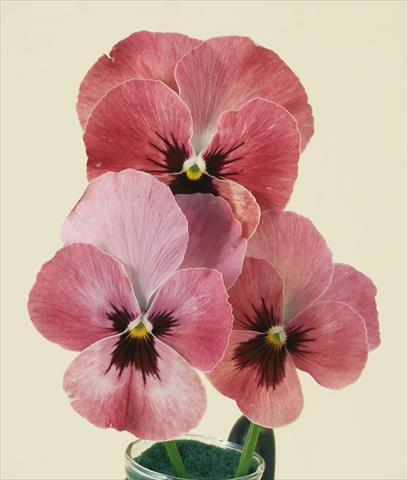 Photos von Blumenvarianten benutzt als: Topf und Beet Viola wittrockiana Pandora England Rose
