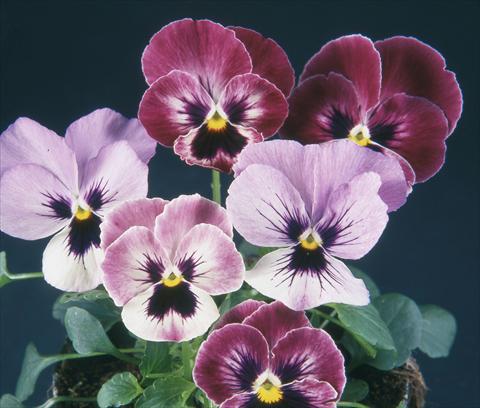 Photos von Blumenvarianten benutzt als: Topf und Beet Viola wittrockiana Pandora England Wine