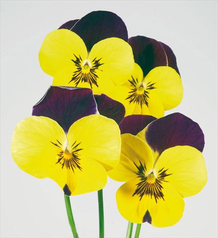 Photos von Blumenvarianten benutzt als: Topf und Beet Viola wittrockiana Pandora Golden W Purple Top