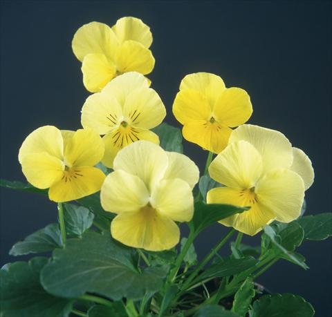 Photos von Blumenvarianten benutzt als: Topf und Beet Viola wittrockiana Pandora Lemon 2 Blue