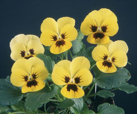 Photos von Blumenvarianten benutzt als: Topf und Beet Viola wittrockiana Pandora Lemon W Blotch