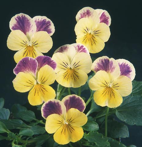 Photos von Blumenvarianten benutzt als: Topf und Beet Viola wittrockiana Pandora Lemon W Blue Top
