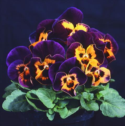 Photos von Blumenvarianten benutzt als: Topf und Beet Viola wittrockiana Pandora Orange Harlequin
