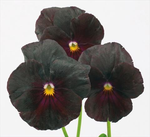 Photos von Blumenvarianten benutzt als: Topf und Beet Viola wittrockiana Pandora Orientale
