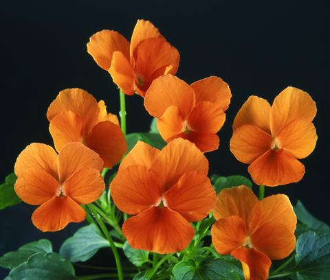 Photos von Blumenvarianten benutzt als: Topf und Beet Viola wittrockiana Pandora Pure Tangerine