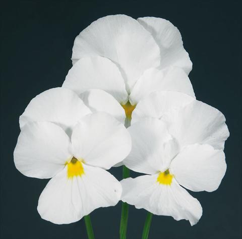 Photos von Blumenvarianten benutzt als: Topf und Beet Viola wittrockiana Pandora Pure White