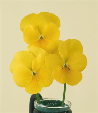 Photos von Blumenvarianten benutzt als: Topf und Beet Viola wittrockiana Pandora Pure Yellow