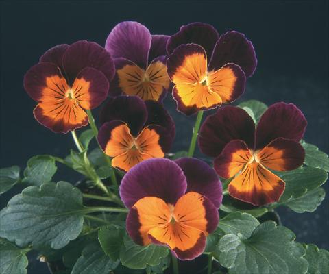 Photos von Blumenvarianten benutzt als: Topf und Beet Viola wittrockiana Pandora Purple W Orange Face