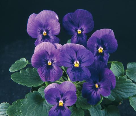 Photos von Blumenvarianten benutzt als: Topf und Beet Viola wittrockiana Pandora Purple