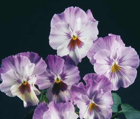 Photos von Blumenvarianten benutzt als: Topf und Beet Viola wittrockiana Pandora Rainbow Celestiale