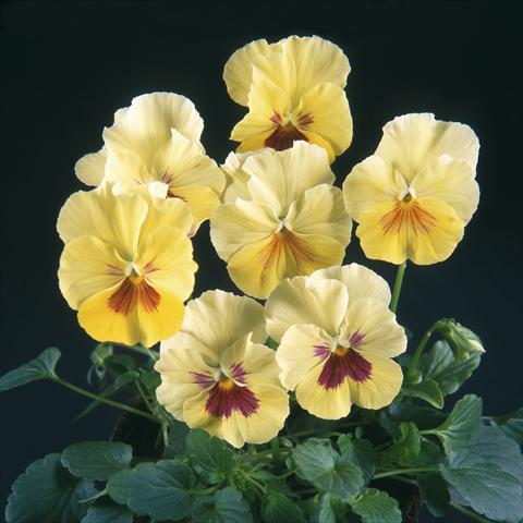 Photos von Blumenvarianten benutzt als: Topf und Beet Viola wittrockiana Pandora Rainbow Colours
