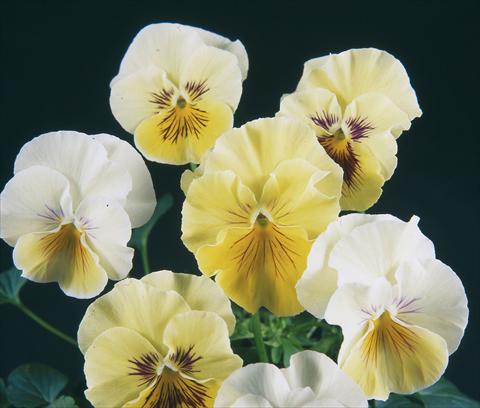 Photos von Blumenvarianten benutzt als: Topf und Beet Viola wittrockiana Pandora Rainbow Dolce
