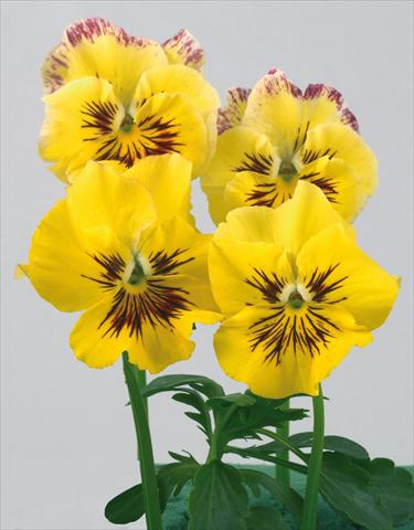 Photos von Blumenvarianten benutzt als: Topf und Beet Viola wittrockiana Pandora Rainbow Sole