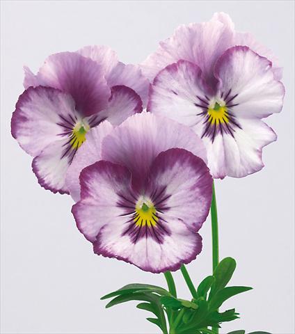 Photos von Blumenvarianten benutzt als: Topf und Beet Viola wittrockiana Pandora Rainbow Stupendo