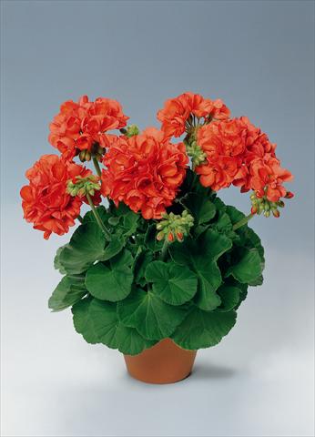 Photos von Blumenvarianten benutzt als: Topf, Beet, Terrasse Pelargonium zonale pac® Perlenkette Orange