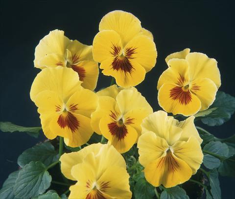 Photos von Blumenvarianten benutzt als: Topf und Beet Viola wittrockiana Pandora Rainbow Tramonto