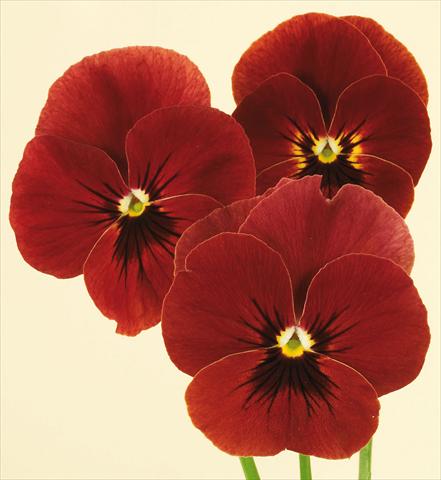 Photos von Blumenvarianten benutzt als: Topf und Beet Viola wittrockiana Pandora Red Moon