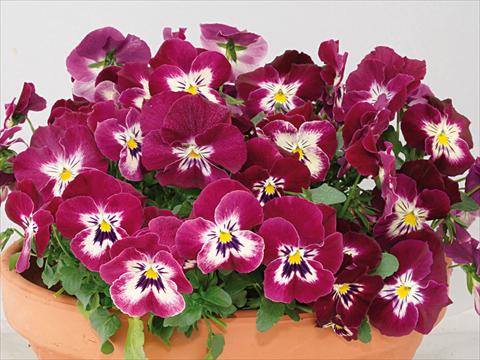 Photos von Blumenvarianten benutzt als: Topf und Beet Viola wittrockiana Pandora Rose Tricolor
