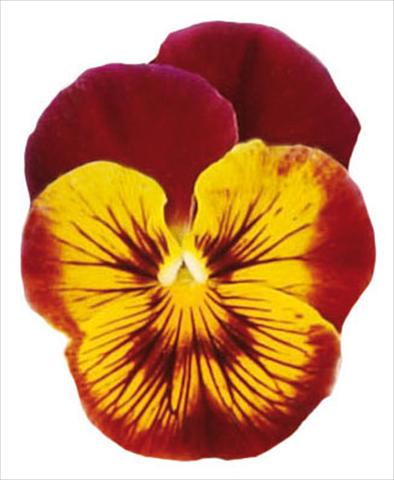 Photos von Blumenvarianten benutzt als: Topf und Beet Viola wittrockiana Pandora Tiger Face