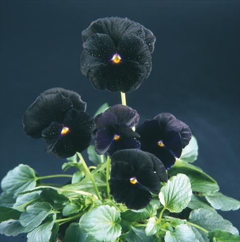Photos von Blumenvarianten benutzt als: Topf und Beet Viola wittrockiana Pandora Violet Black