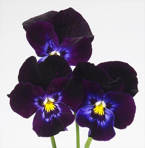 Photos von Blumenvarianten benutzt als: Topf und Beet Viola wittrockiana Pandora Violet Moon