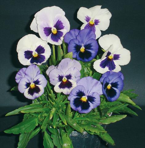 Photos von Blumenvarianten benutzt als: Topf und Beet Viola wittrockiana Pandora White 2 Blue W Blotch