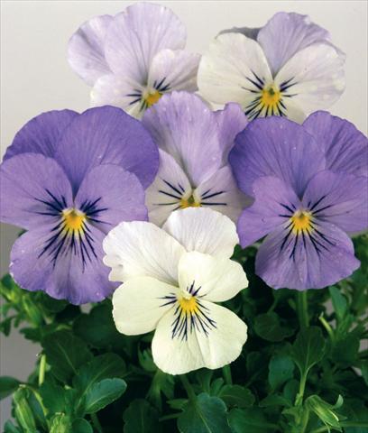 Photos von Blumenvarianten benutzt als: Topf und Beet Viola wittrockiana Pandora White 2 Blue