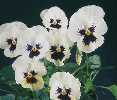 Photos von Blumenvarianten benutzt als: Topf und Beet Viola wittrockiana Pandora White W Blotch