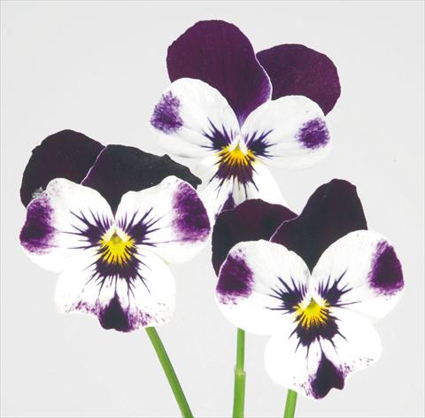 Photos von Blumenvarianten benutzt als: Topf und Beet Viola wittrockiana Pandora White W Purple Top