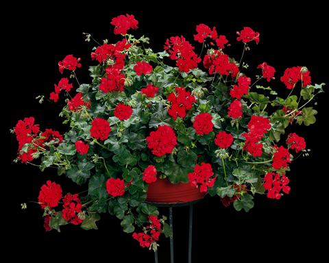 Photos von Blumenvarianten benutzt als: Beet, Terrasse, Ampel Pelargonium peltatum pac® Scarletit