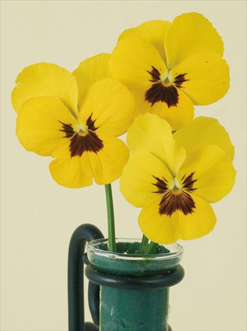 Photos von Blumenvarianten benutzt als: Topf und Beet Viola wittrockiana Pandora Yellow W Blotch