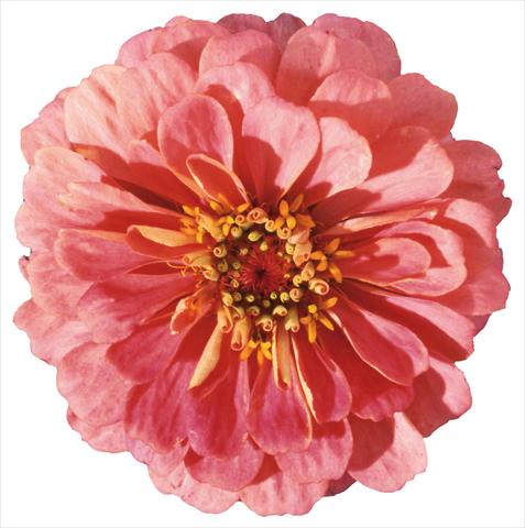 Photos von Blumenvarianten benutzt als: Beet- / Rabattenpflanze Zinnia elegans Master Pink