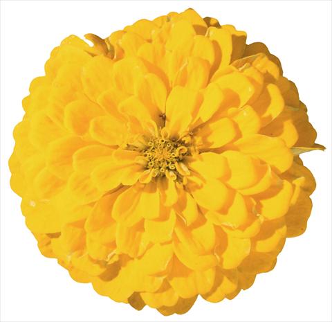 Photos von Blumenvarianten benutzt als: Beet- / Rabattenpflanze Zinnia elegans Master Yellow