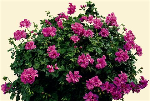 Photos von Blumenvarianten benutzt als: Beet, Terrasse, Ampel Pelargonium peltatum pac® Amelit